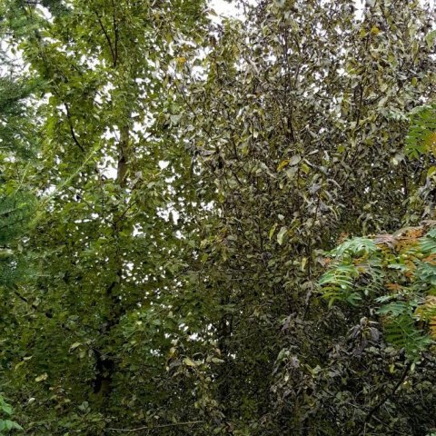 Tveir klónar á Höfða 20. ágúst 2018. Hallormur er vinstra megin, lítið skemmdur af ryði, en á Pinna til hægri eru blöðin svört og krumpuð. Ljósmynd: Þröstur Eysteinsson.