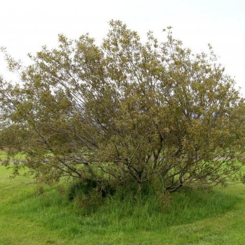 Viðjubrúskur á tjaldsvæðinu Hömrum, illa farinn af ryði 8. ágúst 2018. Ljósmynd: Pétur Halldórsson