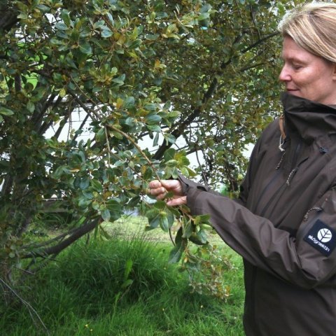 Rakel Jónsdóttir skoðar laufin á viðju á Hömrum sem virðist þola ryðið nokkuð vel. Ljósmynd: Pétur Halldórsson