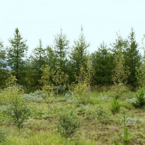 Ryð á öspum sem vaxa nálægt lerki. Lerkið er millihýsill fyrir sveppinn og því er aukin hætta á ryðsvepp þar sem lerki vex nærri. Ljósmynd: Þröstur Eysteinsson