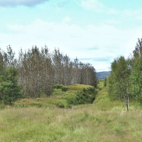 Á þessari mynd frá Prestbakkakoti á Síðu sjást aspir sem voru orðnar svartar af ryði 24. ágúst 2018. Ljósmynd: Þröstur Eysteinsson.