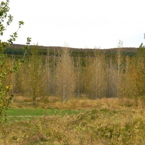 Ryðguð ösp í Haukadal 21. september 2018 en mikill munur á klónum. Ljósmynd: Halldór Sverrisson