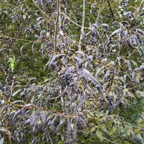 Einn klónanna á Höfða er verstur. Blöð hans sortna og krumpast. Ljósmynd: Þröstur Eysteinsson