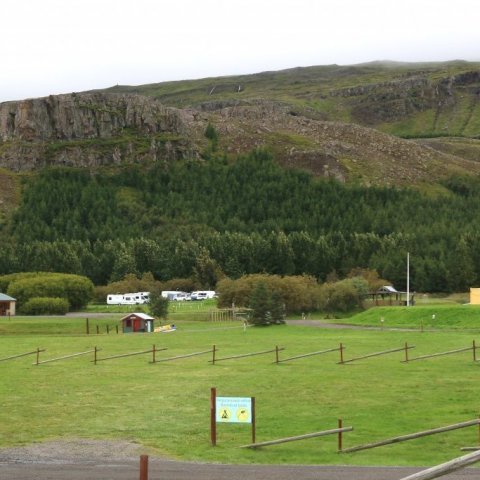 Hér sjást tveir mismunandi viðjuklónar á tjaldsvæðinu Hömrum á Akureyri. Annar þolir ryðsveppinn mun verr en hinn. Ljósmynd: Pétur Halldórsson