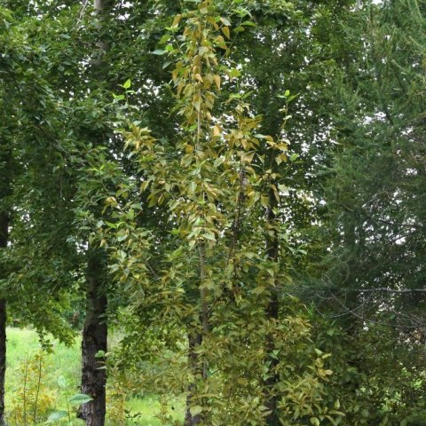 Ung ryðguð ösp við tjaldsvæðið á Hömrum. Eldri aspir í kring litu betur út. Ljósmynd: Pétur Halldórsson