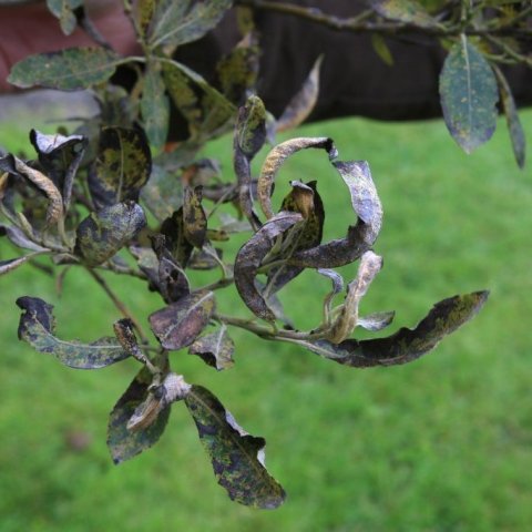 Þessi viðja er mjög illa farin af ryði. Ljósmynd: Pétur Halldórsson