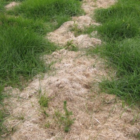 Slegið var með ruddasláttuvél haustið 2012 og rakað saman í garða til að sjá hvort heyið gæti haldið aftur af samkeppnisgróðri eftir gróðursetningu að ári. Trúlega er vænlegra að nota venjulega sláttuvél til að fá umfangsmeiri garða