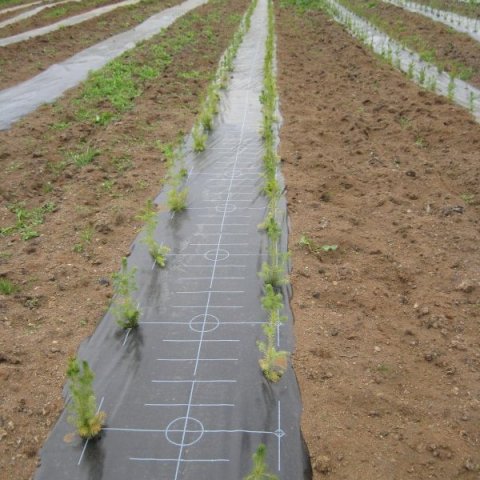 Plönturnar komnar í plöstuð beð sumarið 2013