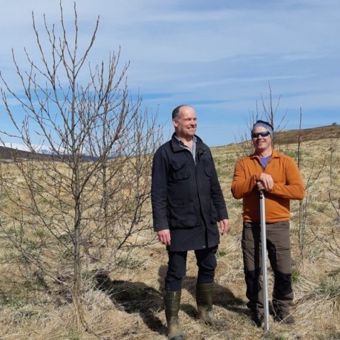 Aðalsteinn Þorsteinsson, skógarbóndi á Hjalla, ásamt Benjamín Erni Davíðssyni skógræktarráðgjafa í asparreitnum á Hjalla í maí 2019