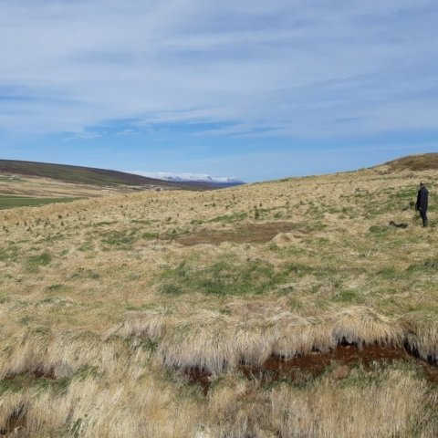 Litið yfir grenigróðursetninguna á Hjalla 14. maí 2019