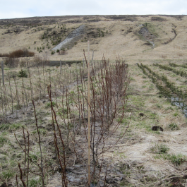 Sama beðið tveimur árum seinna, 2015