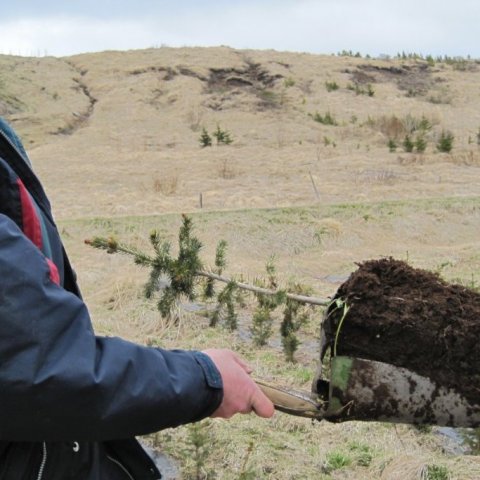 Notuð var bjúgskófla til að stinga plönturnar upp úr beðunum við gróðursetninguna 2016