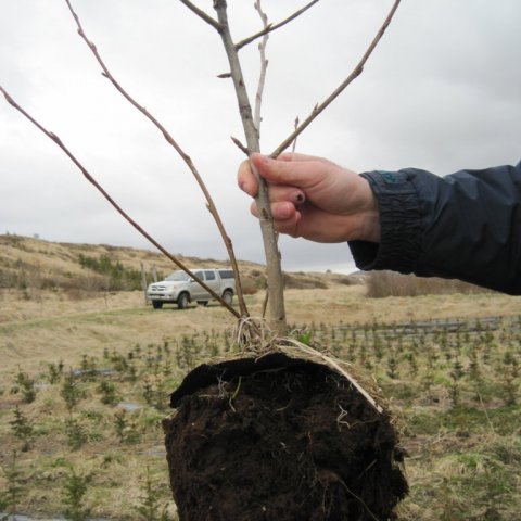 Notuð var bjúgskófla til að stinga plönturnar upp úr beðunum við gróðursetninguna 2016