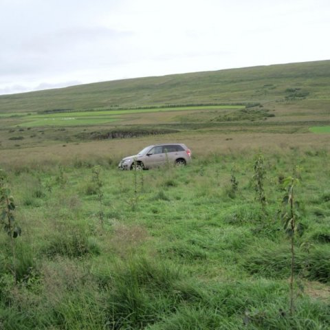 Aspargróðursetningin í ágúst 2015. Komið töluvert gras aftur en ætti ekki að há plöntum í þessari hæð. 