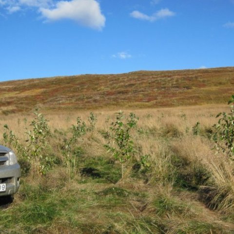 Aspargróðursetningin í ágúst 2016. Í hlutfalli við bílinn sést stærð plantnanna nokkuð vel