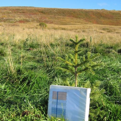 Greni sem fært var út sumarið 2016