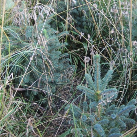 Greni sem enn var á beðum 2016