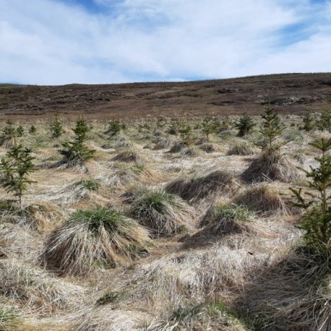 Gerðar voru hæðarmælingar í maí 2019 á sitkabastarði sem gróðursettur var 2016 og 2017 eftir uppeldi í beðum frá 2013. Mæld voru 44 tré. Meðalhæð reyndst vera 90 cm. Mesta hæð 131 cm og minnsta hæð 51 cm. Lifun og þrif mjög góð