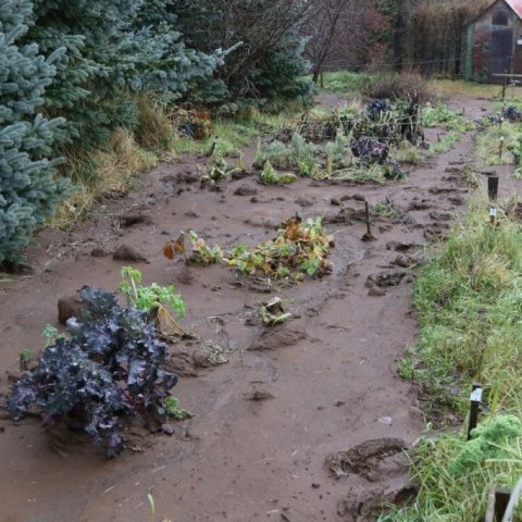 Þessir matjurtagarðar fengu sinn skammt af eðjunni en ekki er ólíklegt að hún verði bara til bóta þegar ræktun hefst á ný næsta vor. Ljósmynd: Pétur Halldórsson