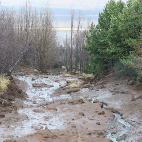 Hér sést hvernig trjágróðurinn ofan við hitaveitulögnina hefur dregið úr ferð skriðunnar og komið í veg fyrir að verr færi. Ljósmynd: Pétur Halldórsson