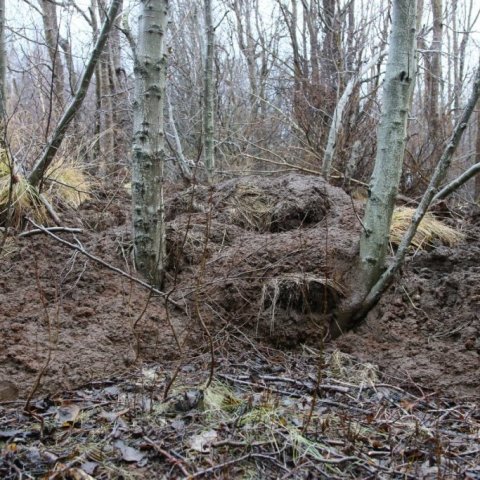 Trén sem héldu aftur af flóðinu hafa sannað gildi sitt. Þarna eru aspir, víðitegundir, birki og fleira.  Ljósmynd: Pétur Halldórsson