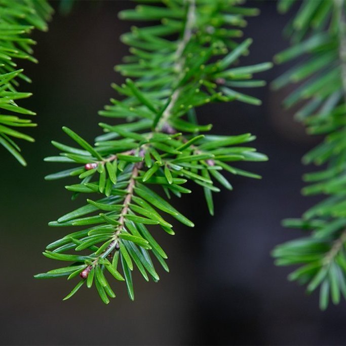 Greinasprotar balsamþins á vori. Ljósmynd: Pétur Halldórsson