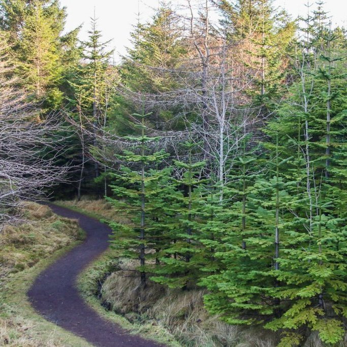 Balsamþinur í útivistarskógi Þórshafnarbúa í Færeyjum. Ljósmynd: Pétur Halldórsson