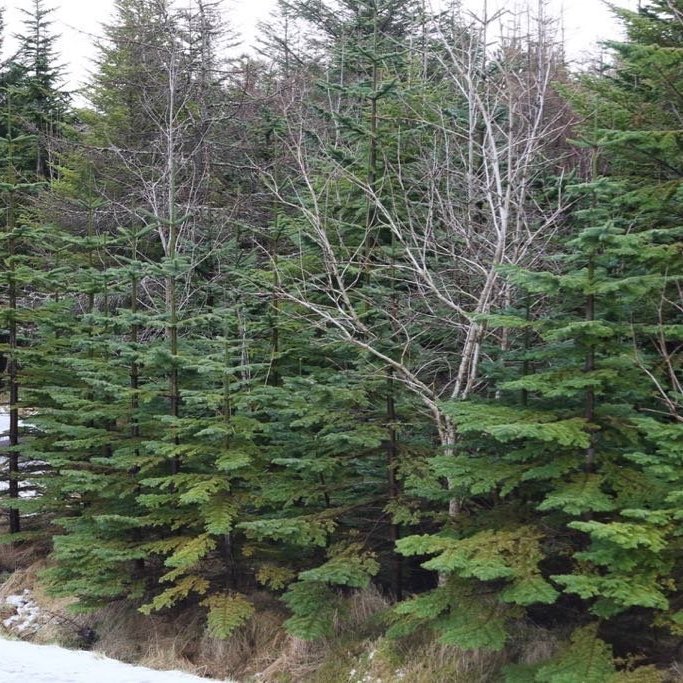 Önnur mynd frá sama stað í útivistarskógi Færeyinga og snjóföl á jörðu. Ljósmynd: Pétur Halldórsson