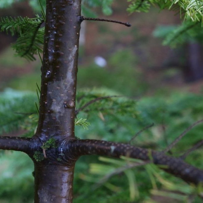 Eitt megineinkenni balsamþins eru safabólur sem myndast á berki trjánna. Þær eru fylltar ilmandi trjákvoðu. Ljósmynd: Pétur Halldórsson
