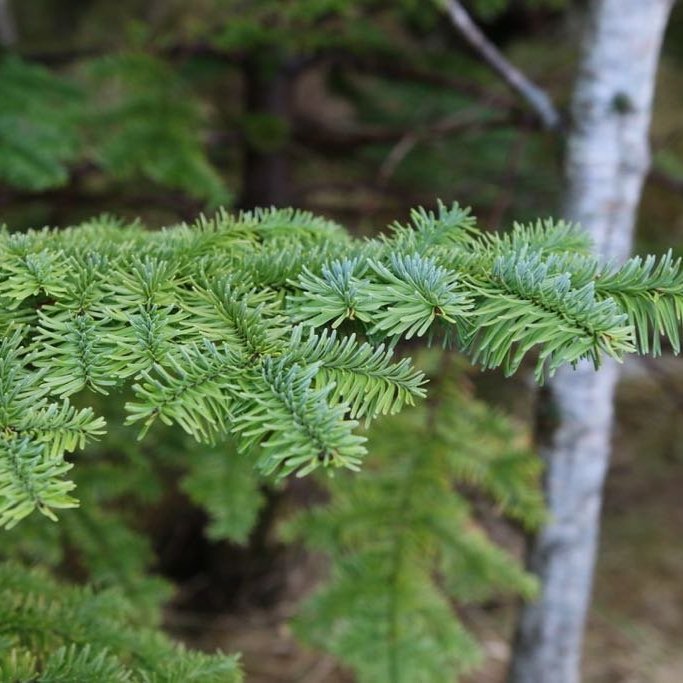 Nálar balsamþins. Ljósmynd: Pétur Halldórsson
