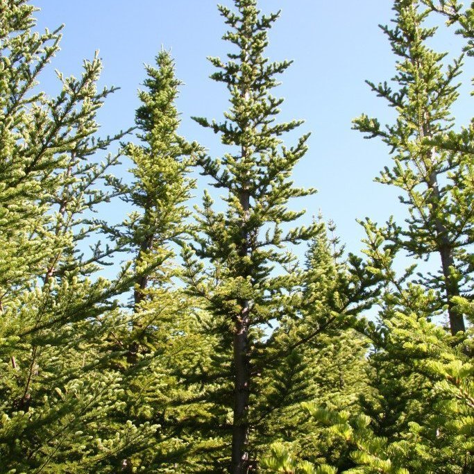 Balsamþinur í Vaglaskógi. Ljósmynd: Þröstur Eysteinsson