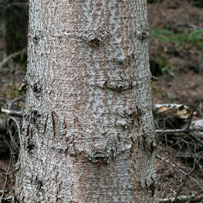 Börkur á um 60 ára balsamþin í Vaglaskógi. Ljósmynd: Pétur Halldórsson