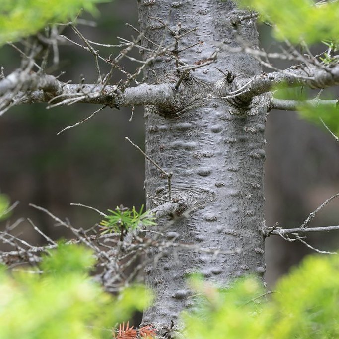 Börkur á ungum balsamþin í Vaglaskógi. Ljósmynd: Pétur Halldórsson