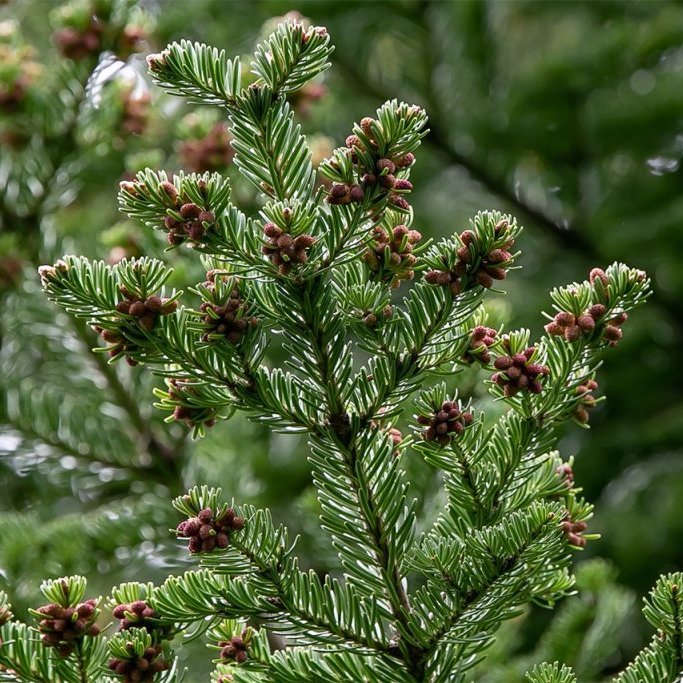 Karlreklar á balsamþin í Vaglaskógi. Ljósmynd: Pétur Halldórsson