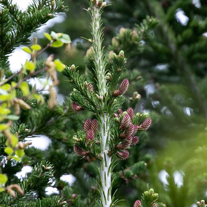 Kvenreklar á Balsamþin í Vaglaskógi. Ljósmynd: Pétur Halldórsson