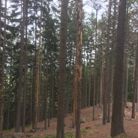 Skemmdir á rauðgrenitrjám í Bílá Třemešná. Ljósmynd: Bjarki Þór Kjartansson