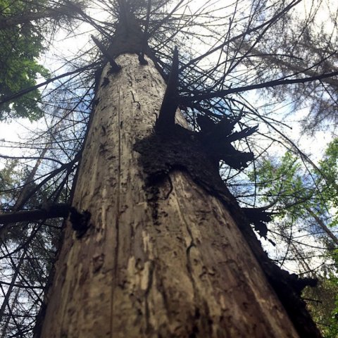 Gamalt rauðgrenitré dautt af völdum barkarbjöllu. Ljósmynd: Bjarki Þór Kjartansson