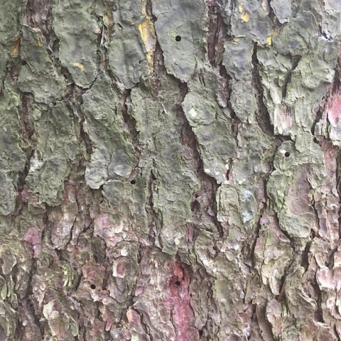 För eftir ungbjöllur sem hafa yfirgefið rauðgrenitré. Ljósmynd: Bjarki Þór Kjartansson