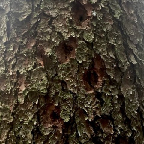 Spæta heggur sér leið að lirfum undir berkinum. Ljósmynd: Bjarki Þór Kjartansson