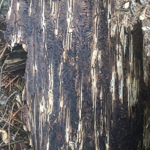 Innra byrði barkar alsett förum eftir lirfu barkarbjöllunnar. Ljósmynd: Bjarki Þór Kjartansson