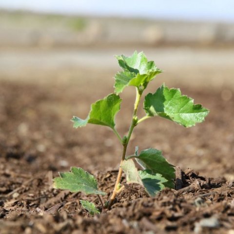 Pattaralegt birki komið í moltuborinn sandinn. Ljósmynd: Pétur Halldórsson