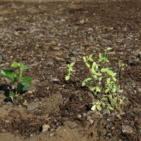 Birki var gróðursett í alla tilraunareitina með belgjurtunum. Hér er birkiplanta með baunagrasi. Ljósmynd: Pétur Halldórsson 
