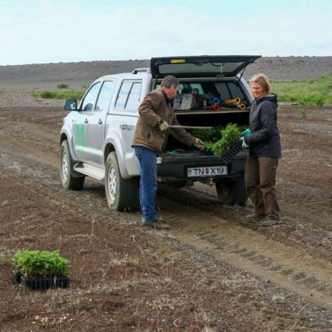 Birkibakkarnir teknir úr bílnum. Alls voru gróðursettar 1.400 birkiplöntur, 200 stykki í hvern tilraunareit sem voru sjö talsins. Ljósmynd: Pétur Halldórsson