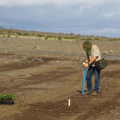 Mýið gerði lífið leitt við gróðursetninguna en þá er gott að bregða upp netinu. Ljósmynd: Pétur Halldórsson 