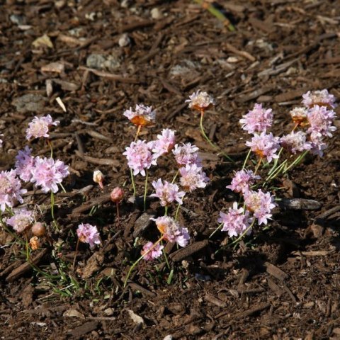Geldingahnappur, vallhumall og fáeinar plöntutegundir í viðbót vaxa á berum sandinum en fá nú aukinn kraft með moltunni. Ljósmynd: Pétur Halldórsson 