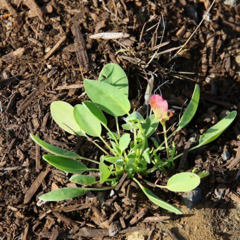 Gullkollur. Ljósmynd: Pétur Halldórsson 