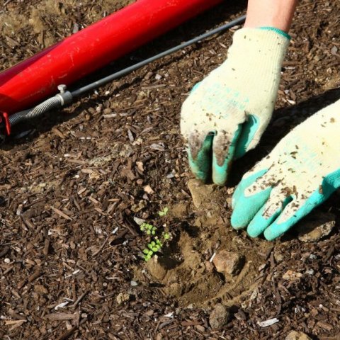 Hlúð að seljahnútunni. Vel skal vanda til verka svo afföll verði síður af þáttum sem ekki snerta tilraunina. Ljósmynd: Pétur Halldórsson 