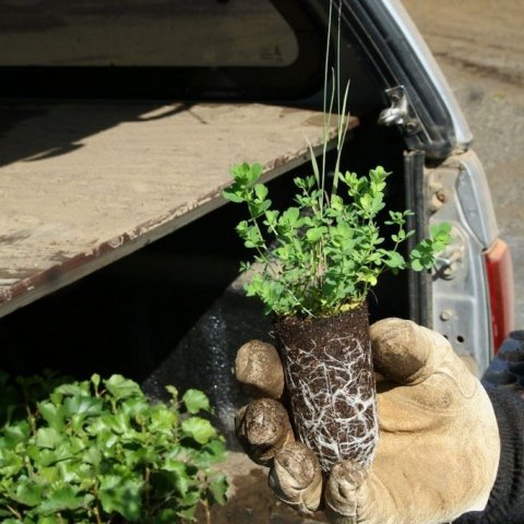 Gerðarleg planta af maríuskó með öflugt og hraustlegt rótarkerfi. Ljósmynd: Pétur Halldórsson