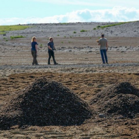 Moltuhaugar á Hólasandi. Ljósmynd: Pétur Halldórsson