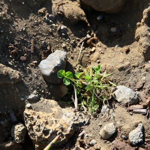Rauðsmári kominn í sandinn. Ljósmynd: Pétur Halldórsson